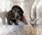 Small Photo #11 Aussiedoodle-Poodle (Standard) Mix Puppy For Sale in COMMERCE, MI, USA