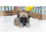 Small #10 Pug