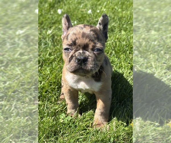Medium Photo #9 Faux Frenchbo Bulldog Puppy For Sale in ROCK STREAM, NY, USA