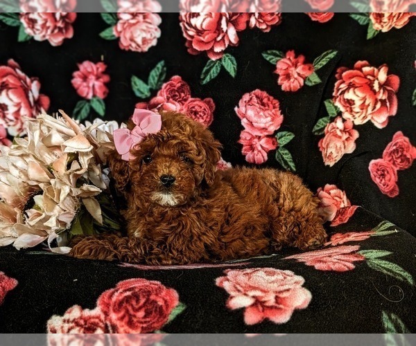 Medium Photo #5 Poodle (Miniature) Puppy For Sale in NOTTINGHAM, PA, USA