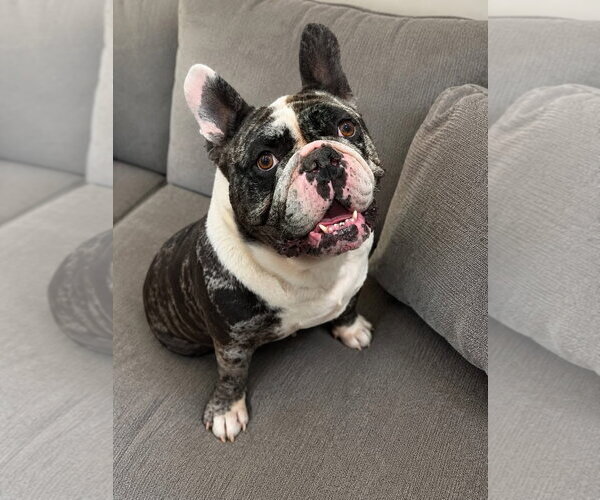 Medium Photo #3  Puppy For Sale in , 