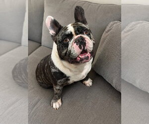 Bulldog-Unknown Mix Dogs for adoption in Las Vegas, NV, USA