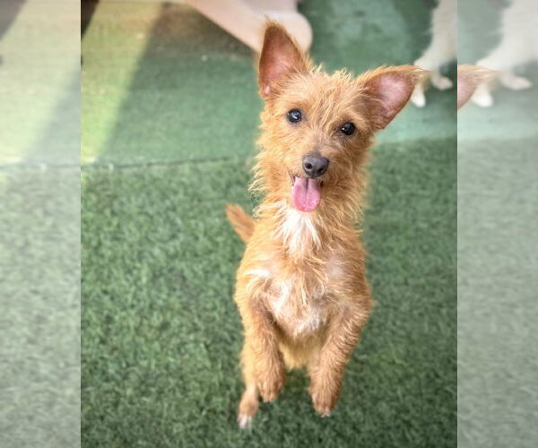 Medium Photo #2 Irish Terrier-Unknown Mix Puppy For Sale in phoenix, AZ, USA
