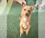 Small #1 Irish Terrier Mix