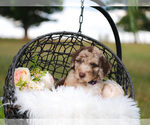 Small Photo #3 Bordoodle Puppy For Sale in STRAFFORD, MO, USA
