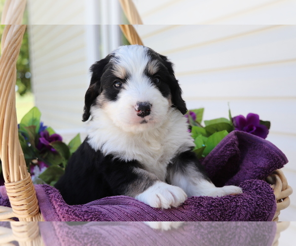 Medium Photo #2 Miniature Bernedoodle Puppy For Sale in SHILOH, OH, USA