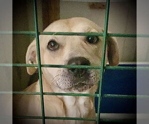 Kia - Female Mutt Dog for Adoption - Photo #6