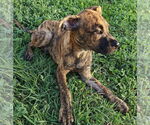Small #1 Boxer