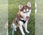 Small #1 Siberian Husky