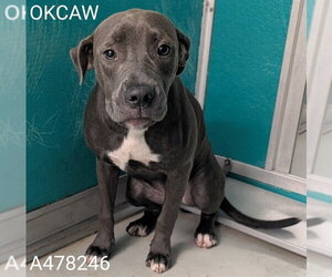 Mutt Dogs for adoption in Oklahoma City, OK, USA