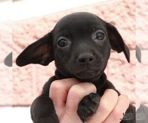Chihuahua-Unknown Mix Dogs for adoption in Washington, DC, USA