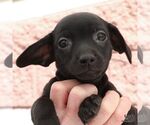 Small Chihuahua Mix