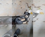 Small Photo #4 Australian Cattle Dog Puppy For Sale in FERRUM, VA, USA