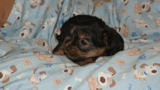 Yorkshire Terrier Puppy for sale in MELISSA, TX, USA