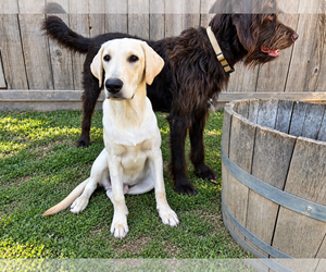Nico - Male Labrador Retriever Dog for Adoption - Photo #3