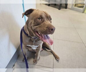 American Pit Bull Terrier Dogs for adoption in Rancho Cucamonga, CA, USA