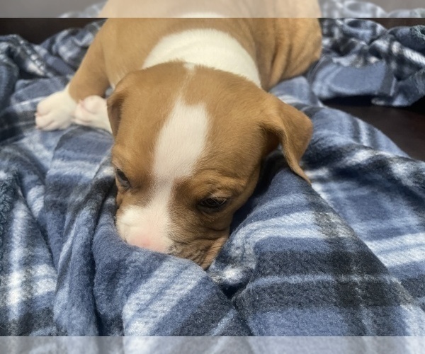 Medium Photo #57 American Bully Puppy For Sale in REESEVILLE, WI, USA