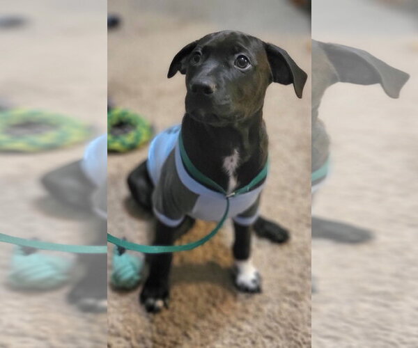 Medium Photo #4 Labrador Retriever-Unknown Mix Puppy For Sale in Germantown, OH, USA