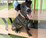 Small #4 American Staffordshire Terrier Mix