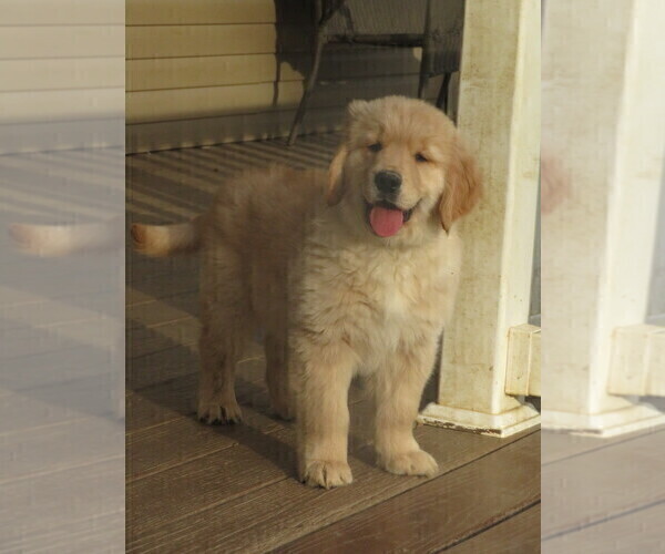 Medium Photo #8 Golden Retriever Puppy For Sale in MECHANICSVILLE, MD, USA