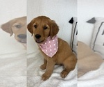 Small #3 Golden Retriever