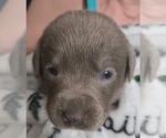 Puppy Puppy 11 Labrador Retriever