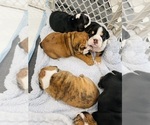 Small Photo #3 English Bulldog Puppy For Sale in KEIZER, OR, USA