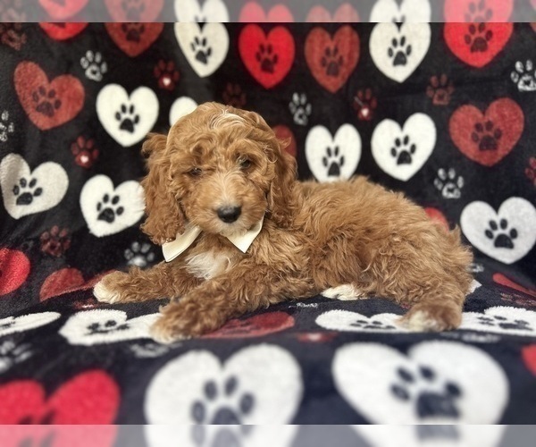 Medium Photo #3 Cock-A-Poo Puppy For Sale in LAKELAND, FL, USA