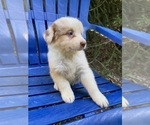 Small Photo #7 Australian Shepherd Puppy For Sale in SADIEVILLE, KY, USA