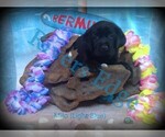 Small Photo #7 Labrador Retriever Puppy For Sale in BUMPASS, VA, USA