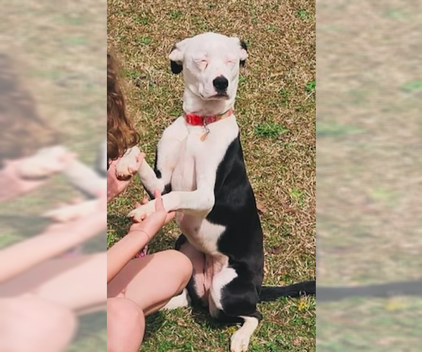 Medium Photo #4 American Bulldog-Unknown Mix Puppy For Sale in Decatur, GA, USA