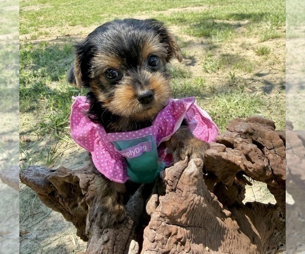 Medium Photo #5 Yorkshire Terrier Puppy For Sale in CASSVILLE, MO, USA