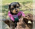 Small #4 Yorkshire Terrier