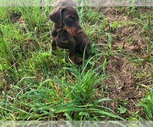 Doberman Pinscher Puppy for sale in BOUCKVILLE, NY, USA