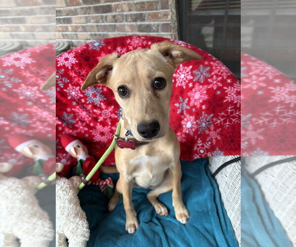 Medium Photo #4 Mountain Cur-Unknown Mix Puppy For Sale in Boston, MA, USA