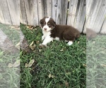 Small Photo #3 Australian Shepherd Puppy For Sale in SOUTH GATE, CA, USA