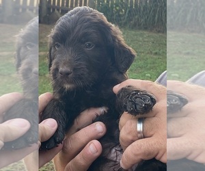 Labradoodle Puppy for sale in SALUDA, SC, USA