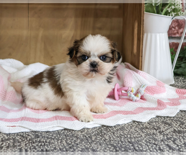 Medium Photo #4 Shih Tzu Puppy For Sale in SYRACUSE, IN, USA