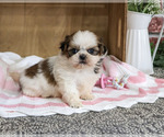 Jessie - Female Shih Tzu Puppy for Sale - Photo #4