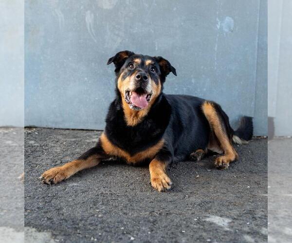 Medium Photo #2 Rottweiler-Unknown Mix Puppy For Sale in Dellslow, WV, USA
