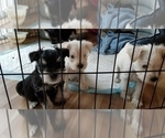 Small Photo #4 Schnauzer (Miniature) Puppy For Sale in HOLDEN, MO, USA