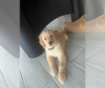 Small Photo #29 Golden Retriever Puppy For Sale in ORLANDO, FL, USA