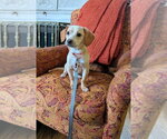 Small Chiweenie