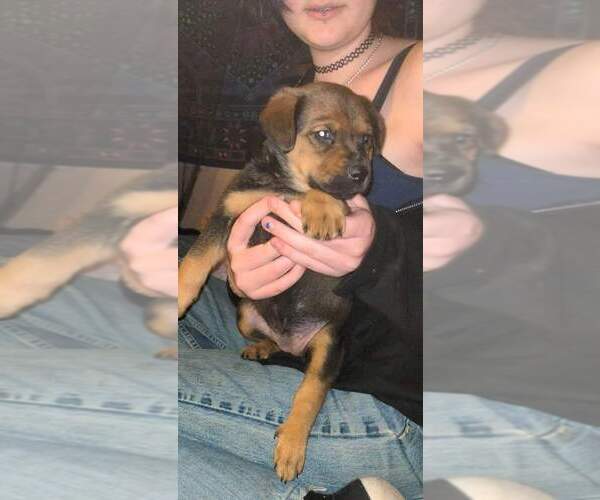 Medium Photo #7 Shepweiller Puppy For Sale in LK FOREST PK, WA, USA