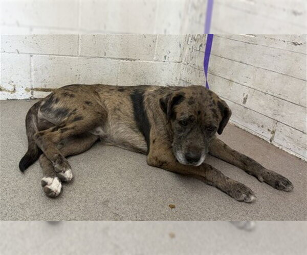Medium Photo #1 Catahoula Leopard Dog-Unknown Mix Puppy For Sale in San Bernardino, CA, USA