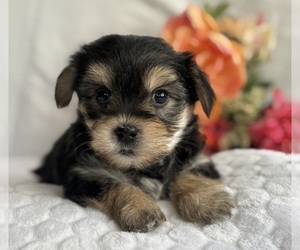 Morkie Puppy for sale in ROCK STREAM, NY, USA