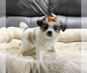 Papillon Puppy for sale in BELTON, MO, USA
