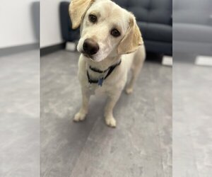 Labrador Retriever-Pembroke Welsh Corgi Mix Dogs for adoption in Holly Springs, NC, USA