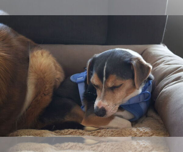 Medium Photo #5 Beagle-Unknown Mix Puppy For Sale in Apple Valley, CA, USA