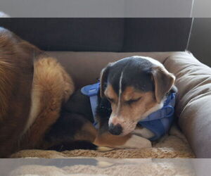 Cruiser-Tiny cutie - Male Beagle-Unknown Mix Dog for Adoption - Photo #5